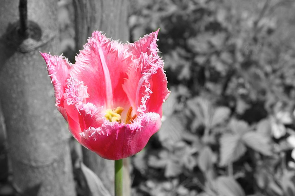 pink flower von DaveGassmann