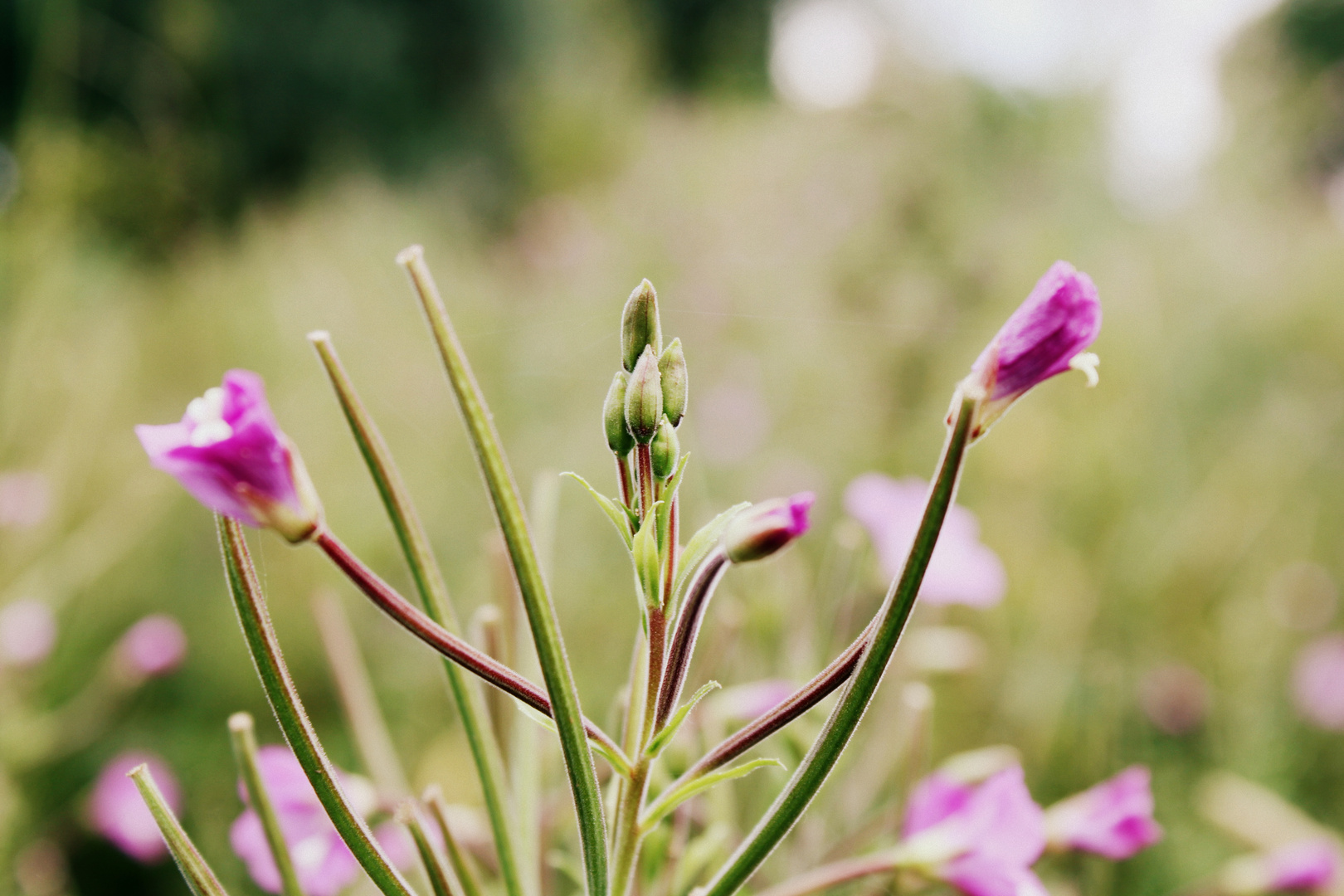 Pink Flower