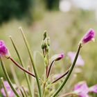 Pink Flower