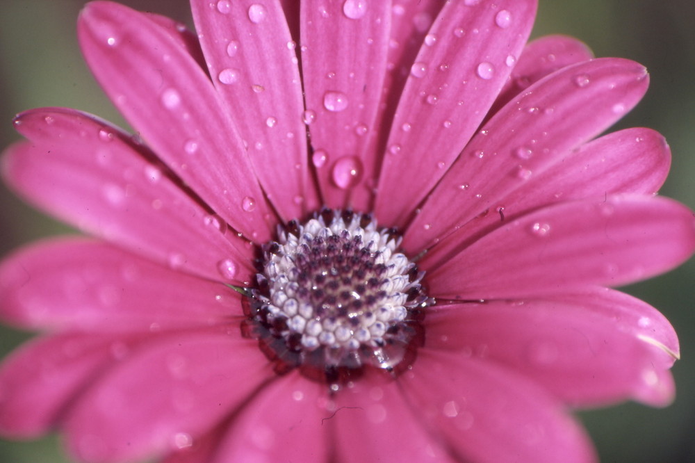 pink flower