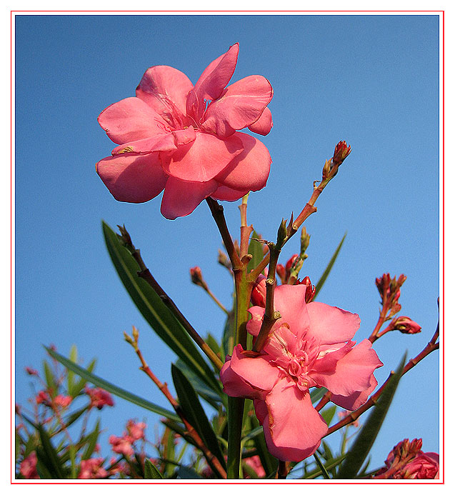 pink flower