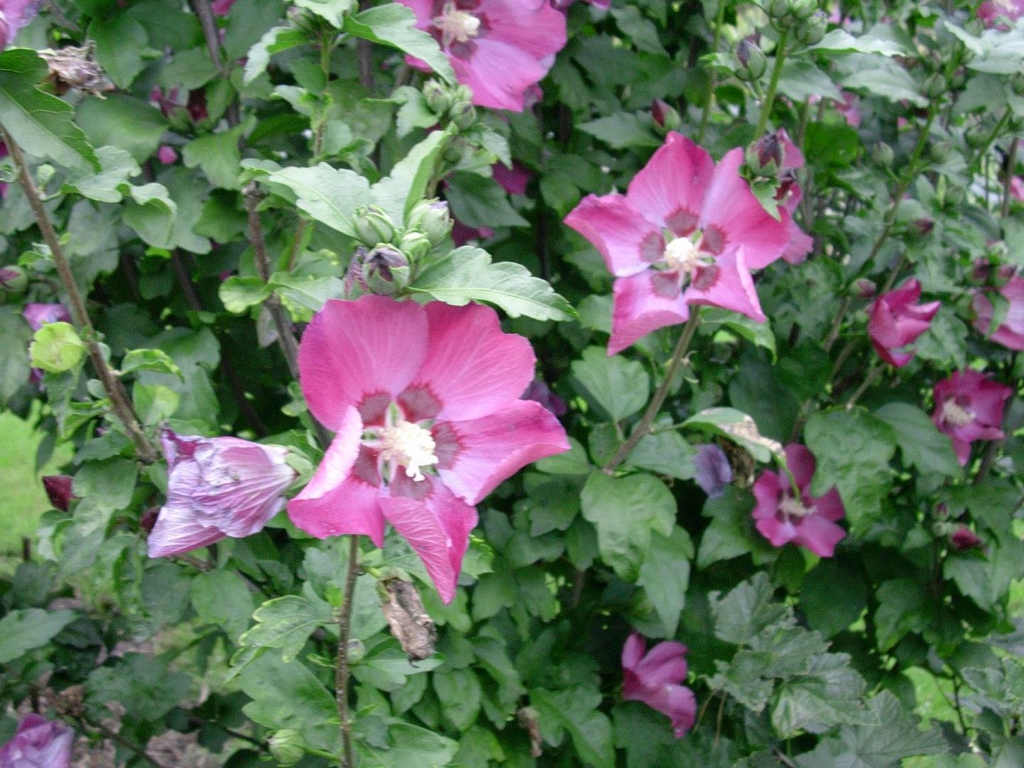 Pink flower