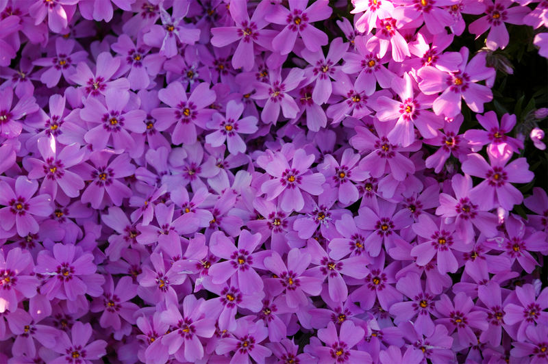 Pink Flower