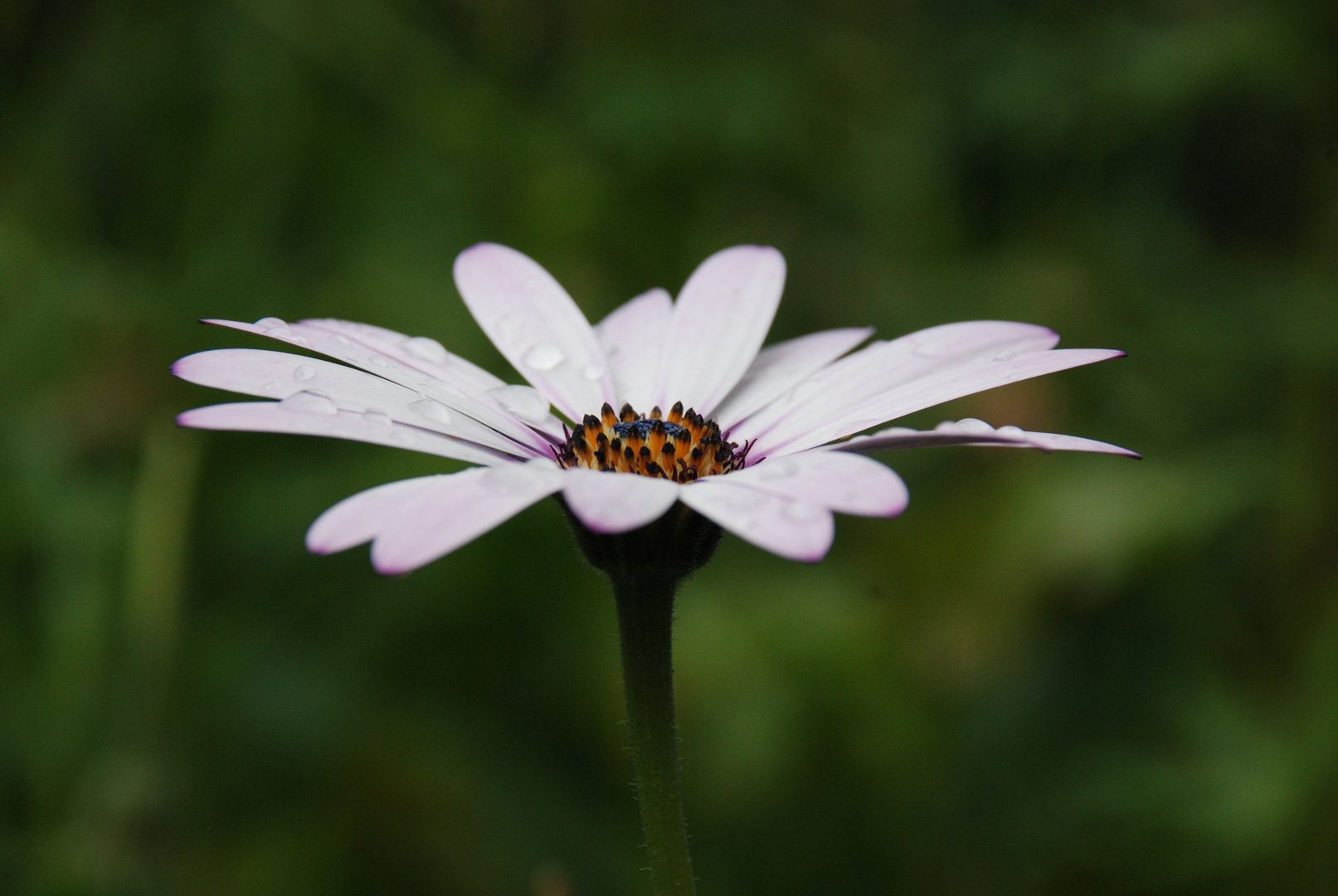 Pink Flower 