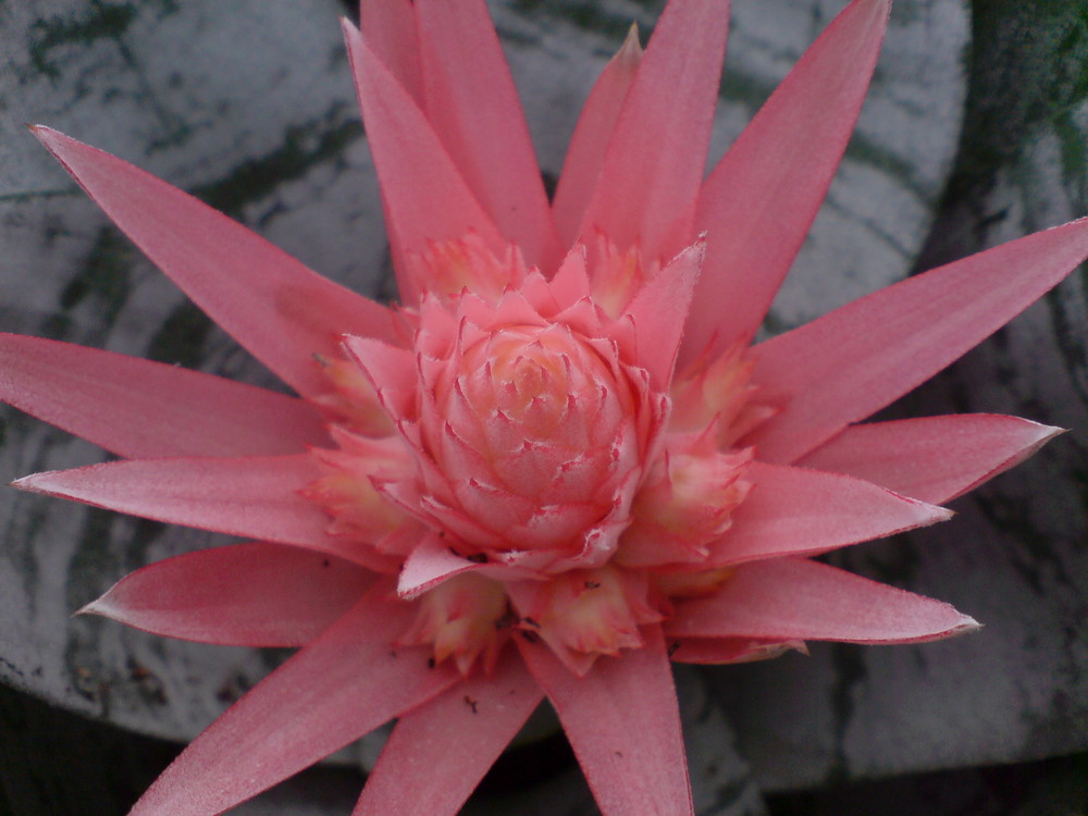 Pink Flower ( Flôr Rosa)