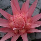 Pink Flower ( Flôr Rosa)