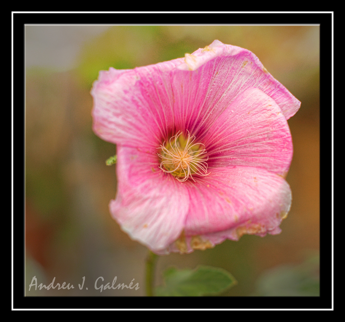 Pink flower - Hibiscus