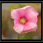 Pink flower - Hibiscus