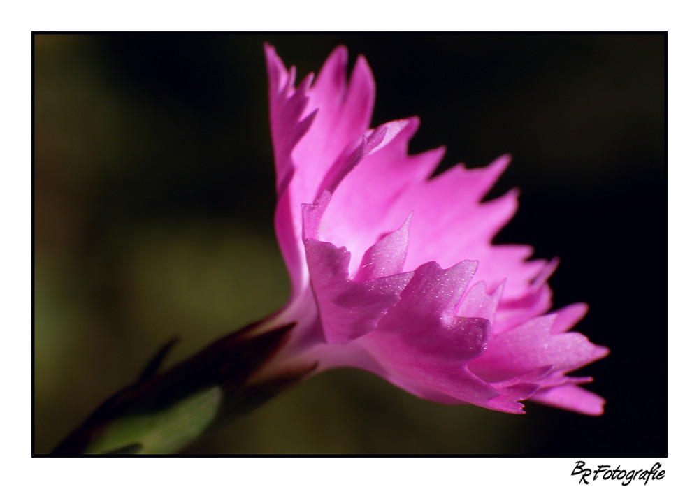 Pink Flower I