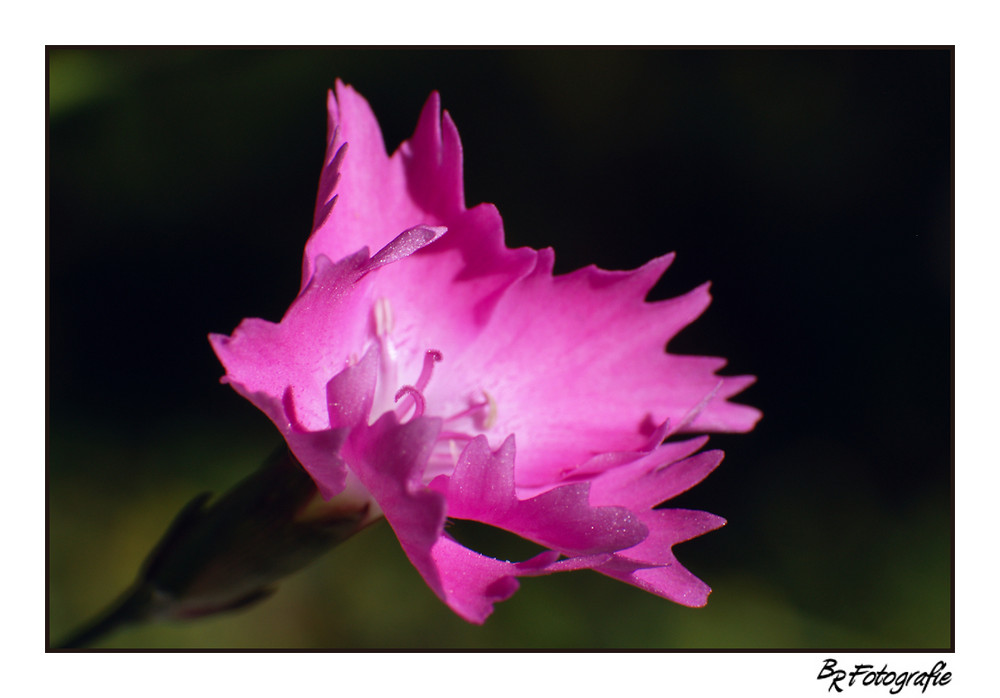 Pink Flower II
