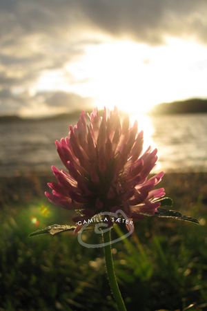 Pink flower in sunset