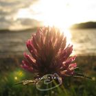 Pink flower in sunset