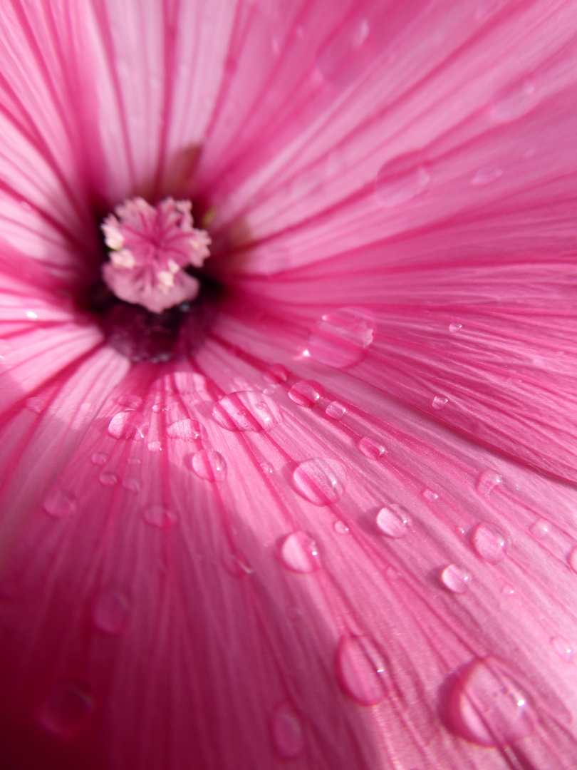 Pink Flower inside 2