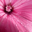 Pink Flower inside 2