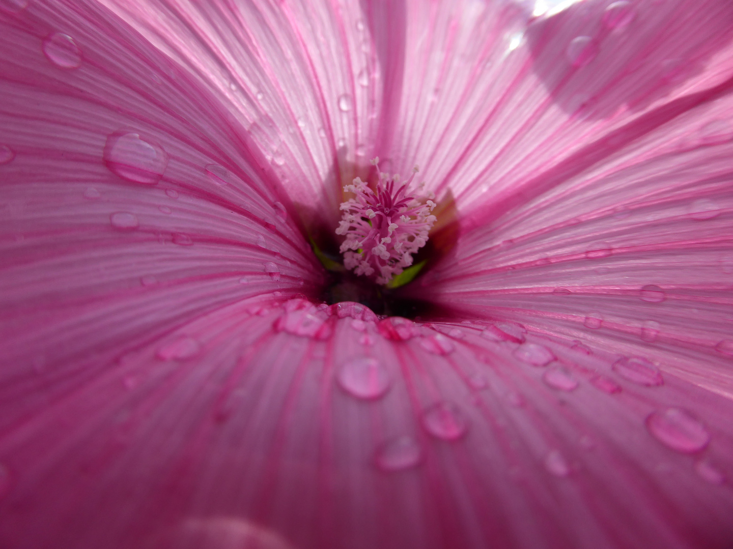 Pink Flower inside 3