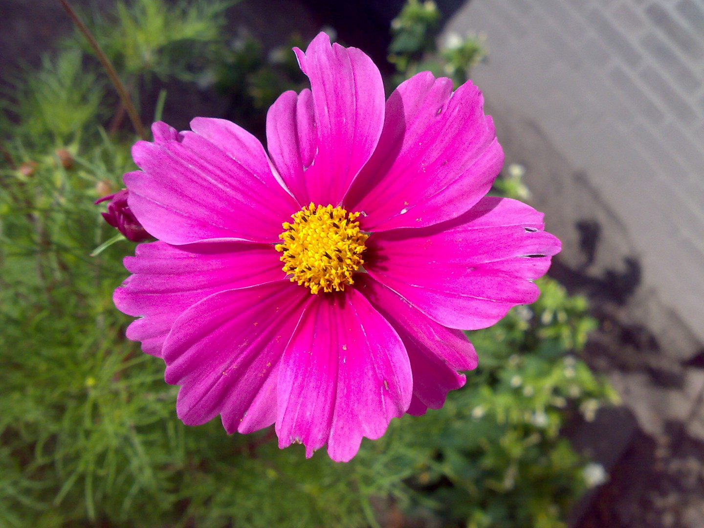 pink flower (mobile phone shot)