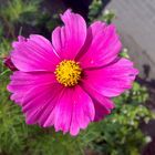 pink flower (mobile phone shot)