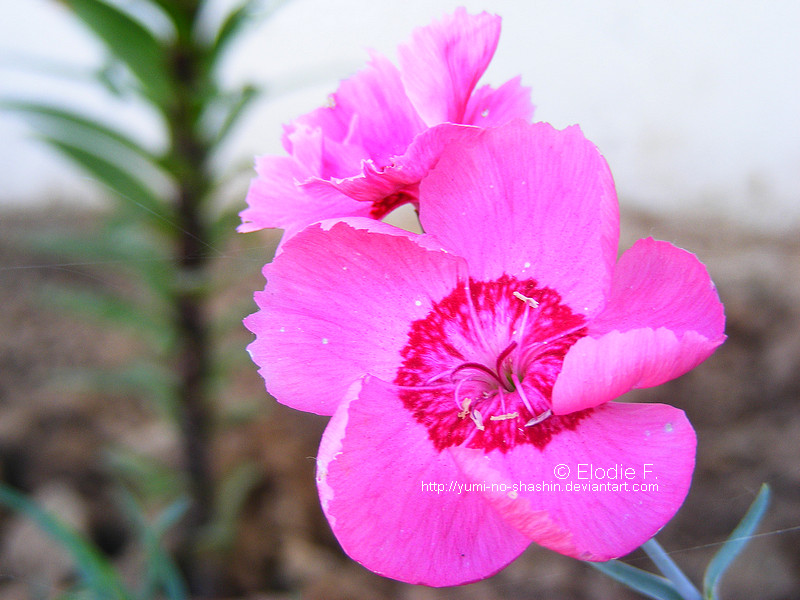 Pink flower N°1.