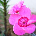 Pink flower N°1.