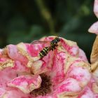 Pink Flower Wespe