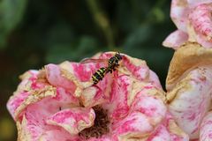 Pink Flower Wespe