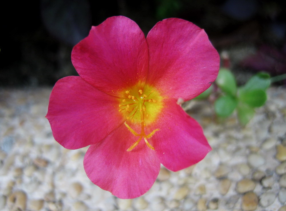 pink flower(1)