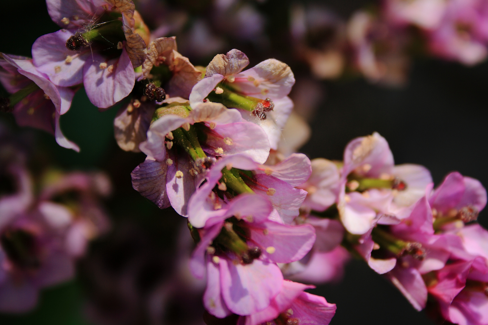 pink flowers.