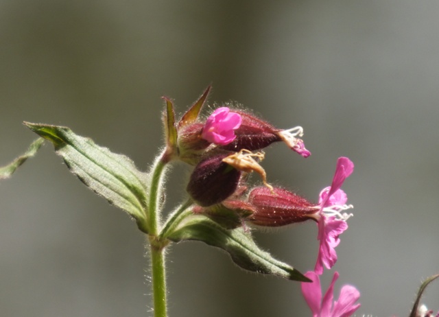 pink flowers