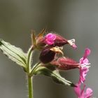 pink flowers