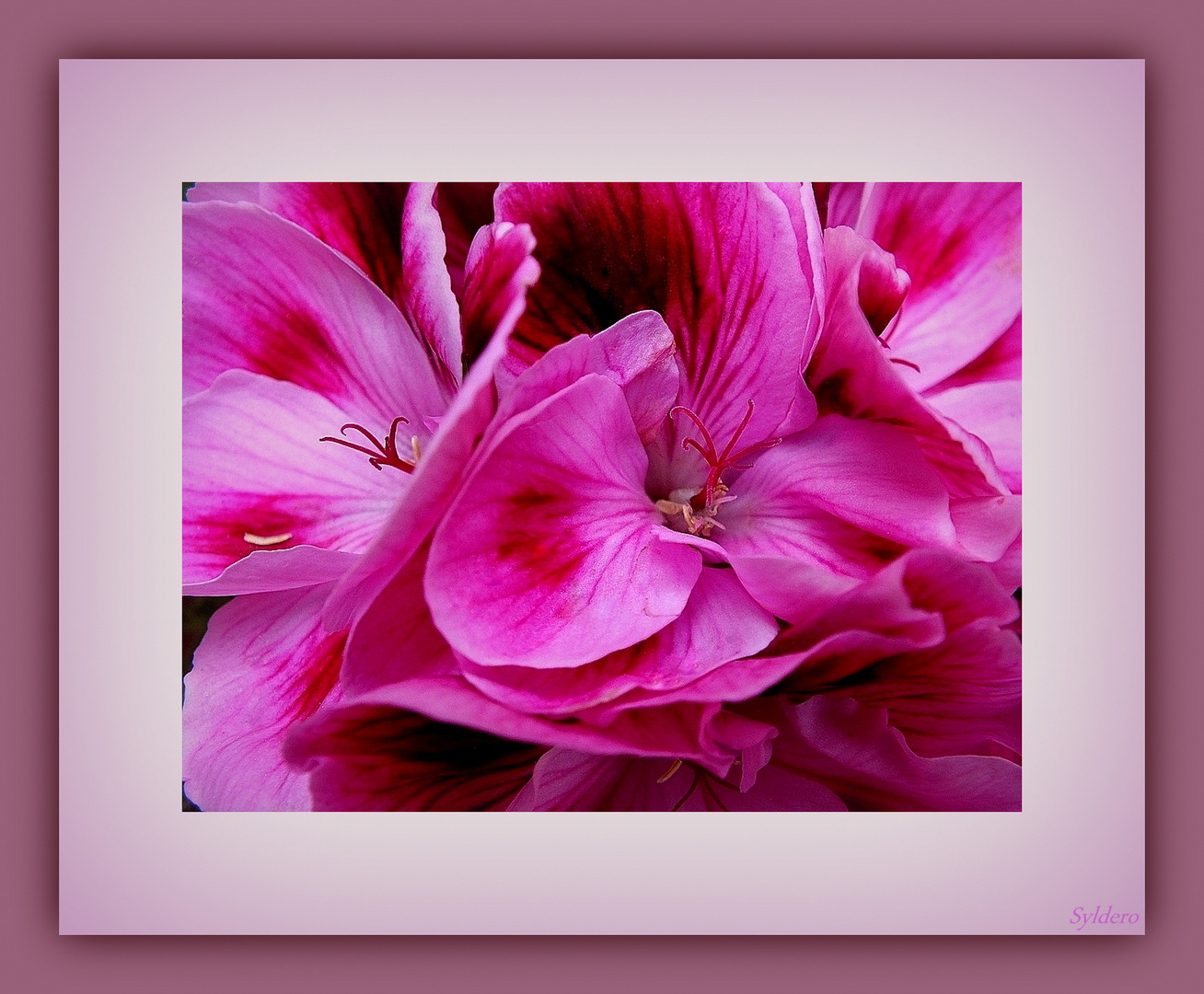 Pink flowers