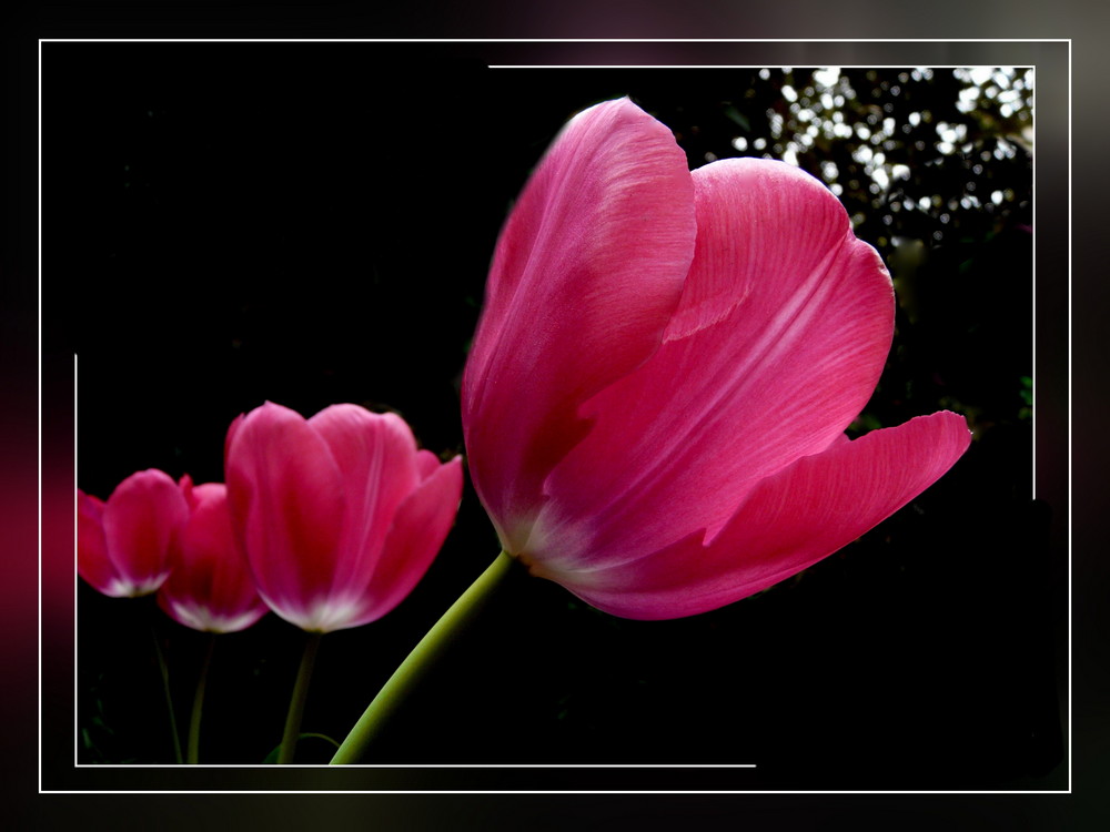 Pink Flowers