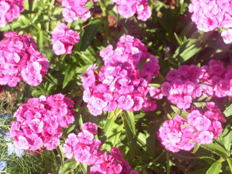 Pink Flowers