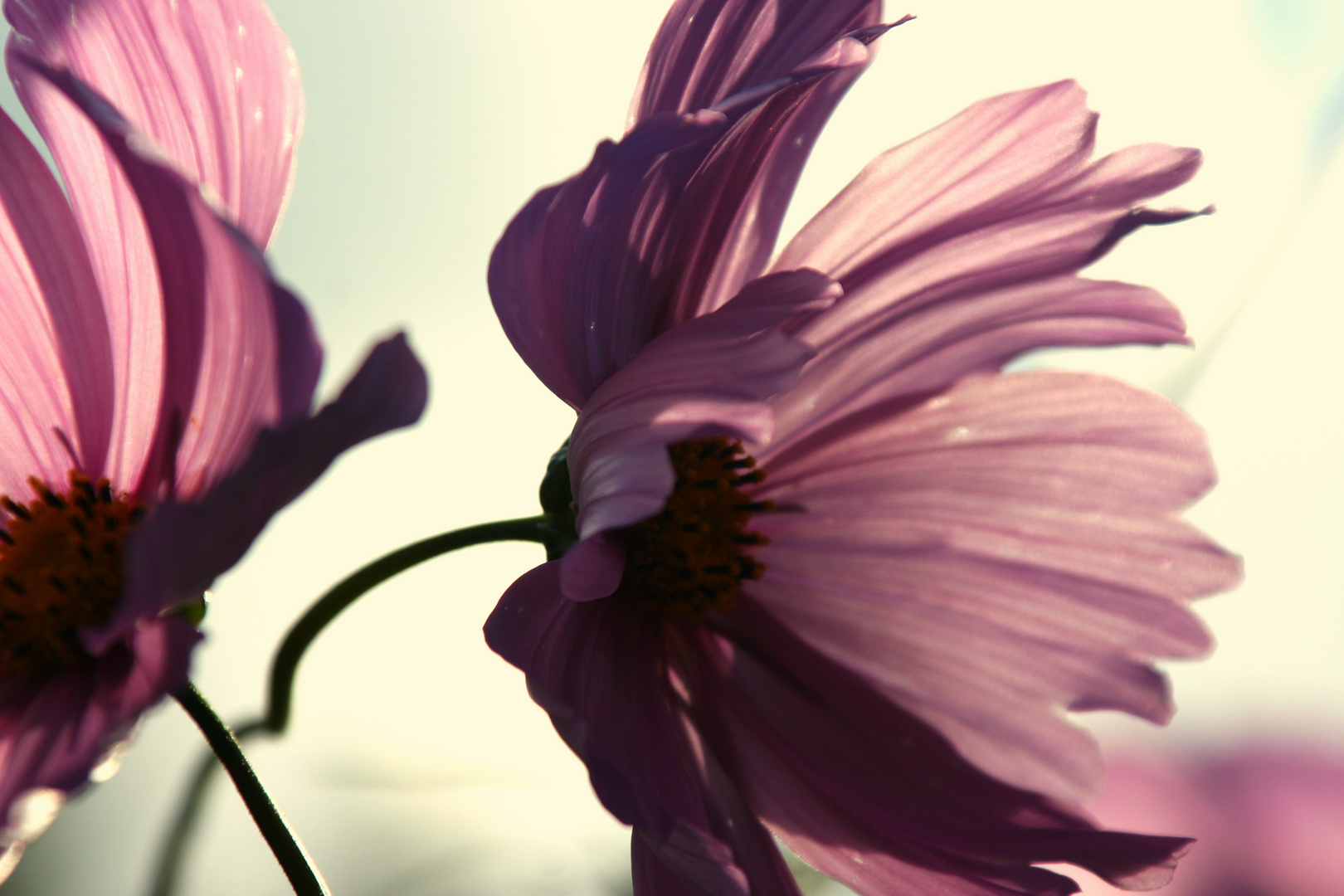 Pink Flowers