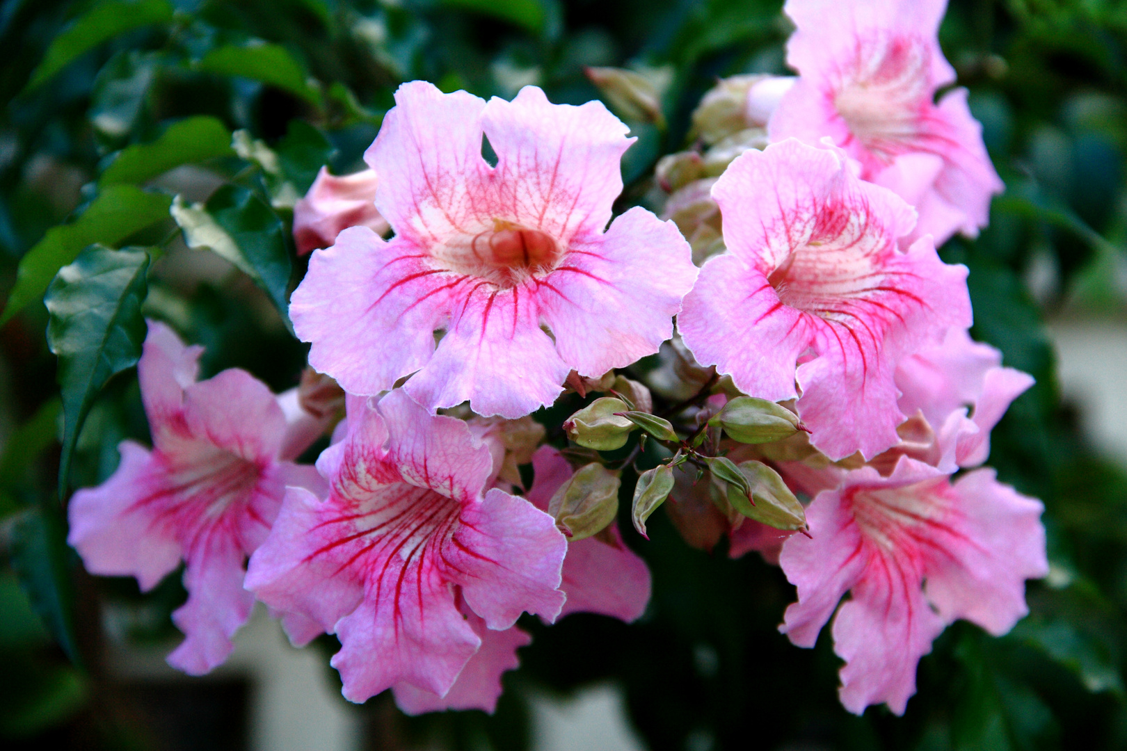 Pink flowers