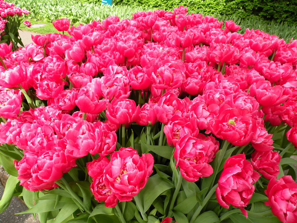 Pink Flowers Photo Image Plants Fungi Lichens Pink Flowers