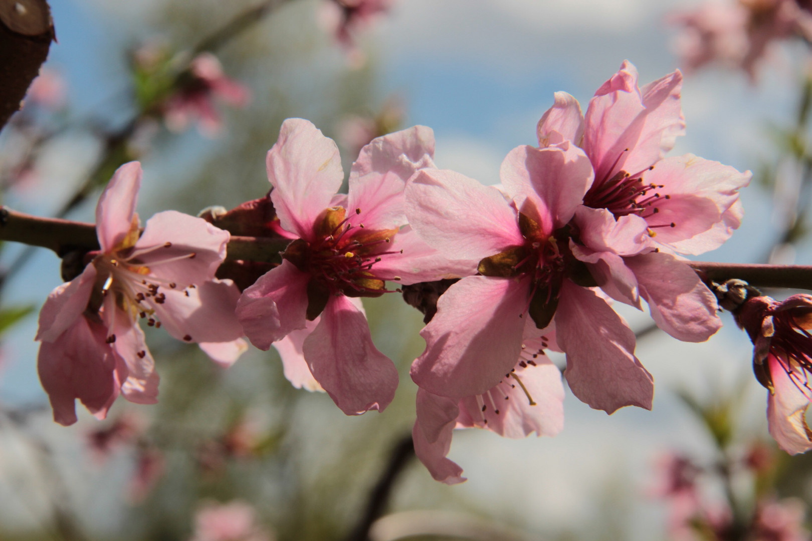 Pink Flowers