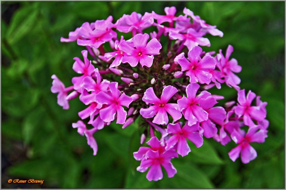 Pink Flowers