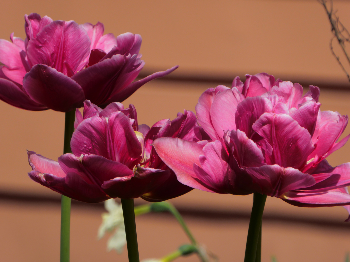 Pink Flowers