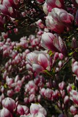 pink flowers