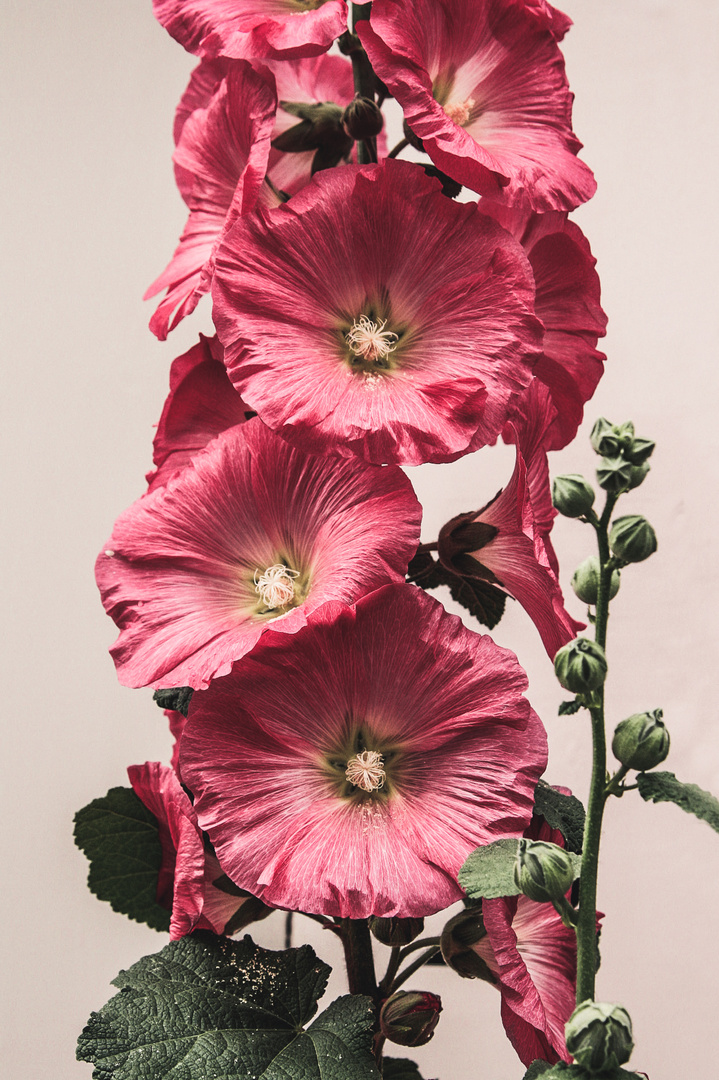 pink flowers