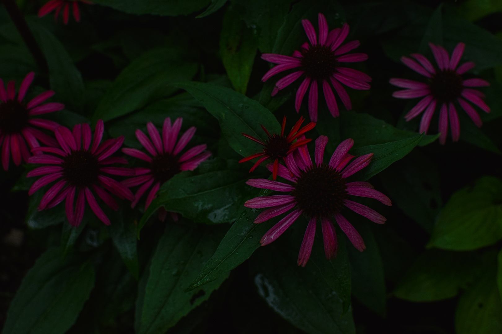 Pink Flowers