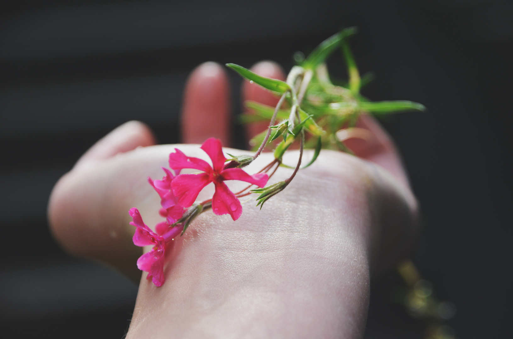 Pink Flowers