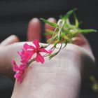 Pink Flowers