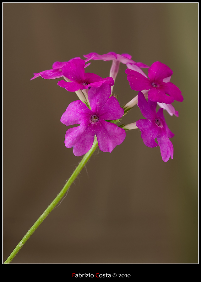 Pink flowers