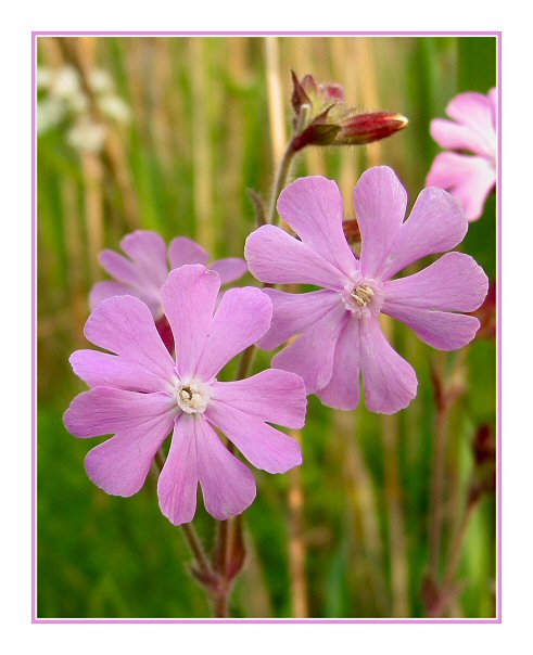 Pink flowers along the country-road