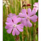 Pink flowers along the country-road