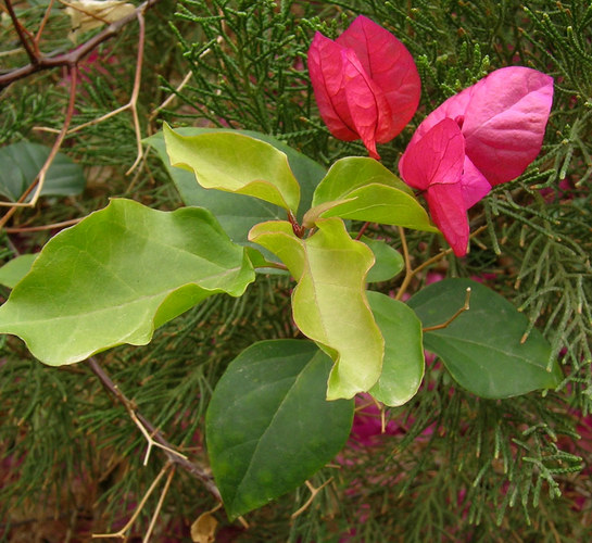 Pink Flowers and Leaves