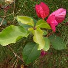 Pink Flowers and Leaves