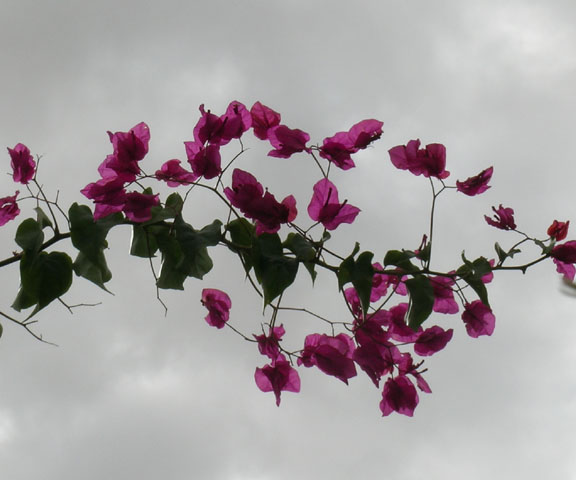 Pink Flowers and Rain Clouds