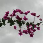 Pink Flowers and Rain Clouds